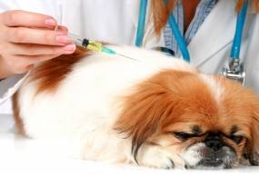 Как лечить диабет у собак