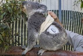 Даже у коалы есть Dexcom! Читаем с завистью о счастливой зверюшке с диабетом