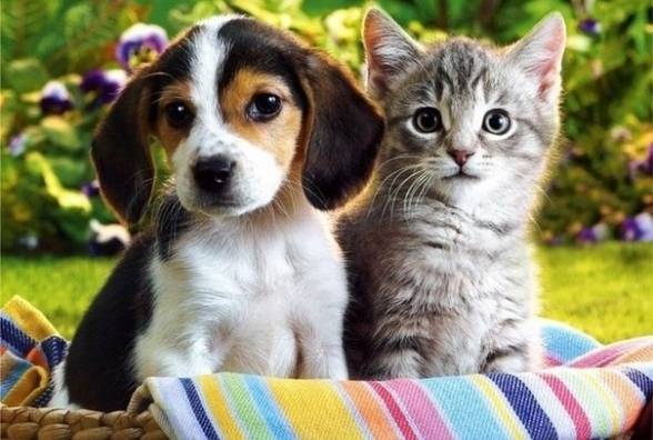 Диабет у котов и собак - симптомы, уход и лечение