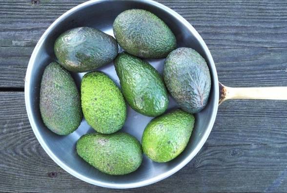6 простых и здоровых рецептов из авокадо при диабете