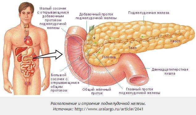 Антитела в поджелудочной железе